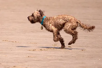 Dog running on beach 3.jpg